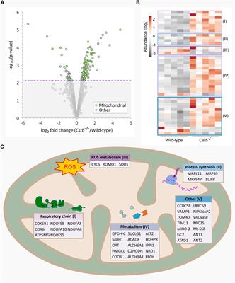 Quantitative Changes in the Mitochondrial Proteome of Cerebellar Synaptosomes From Preclinical Cystatin B-Deficient Mice